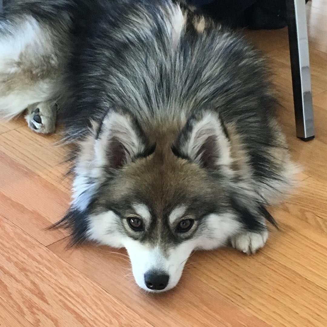 Помски порода