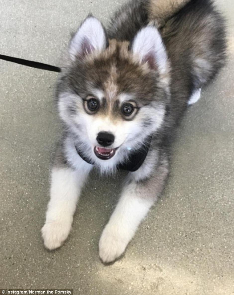 Хаски помски