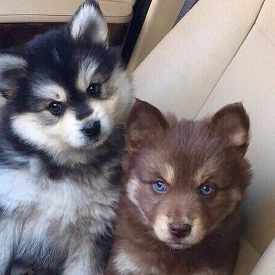 Смесь лайки и шпица