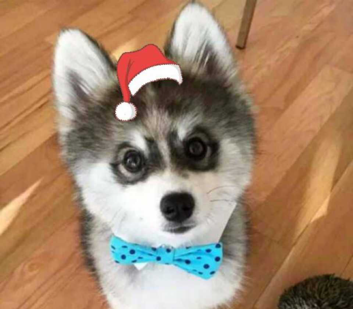 Щенок помски шоколадные