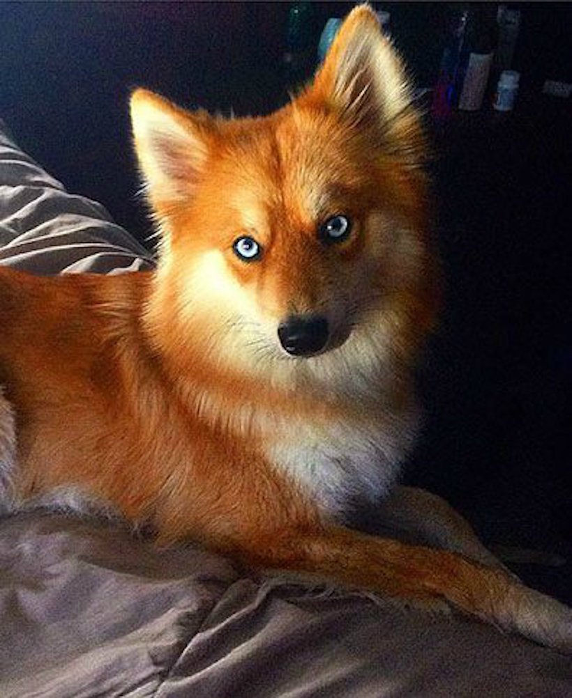 Лисья помски