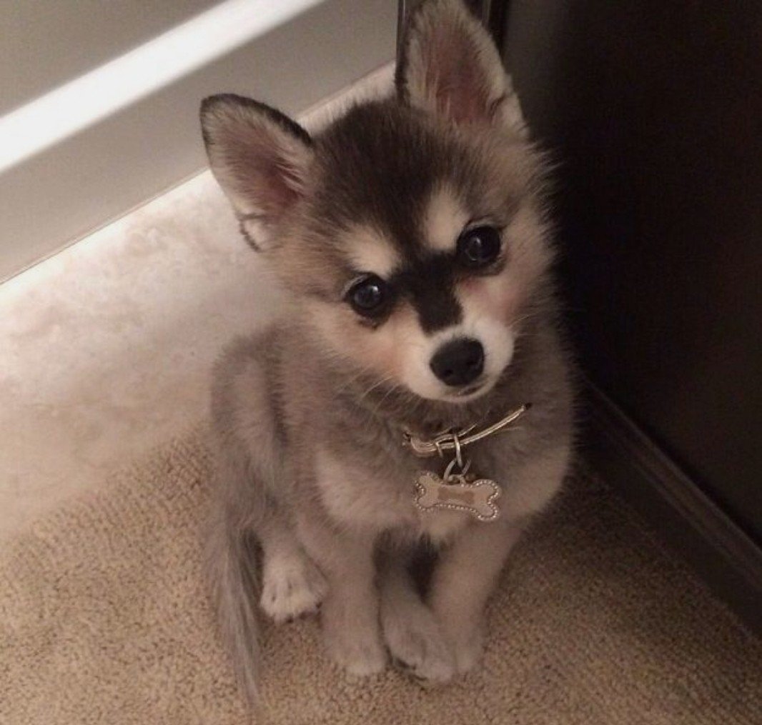 Короткошерстный помски