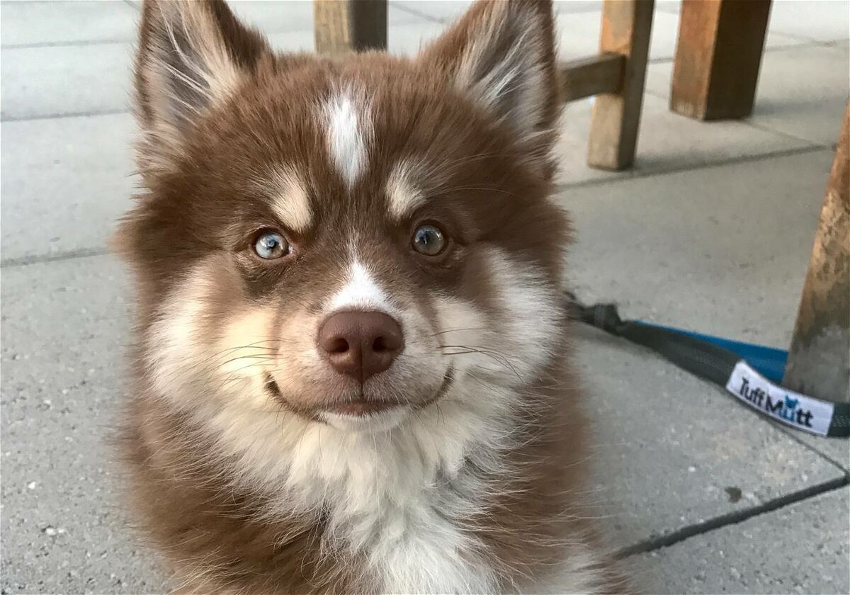 Хаски помски