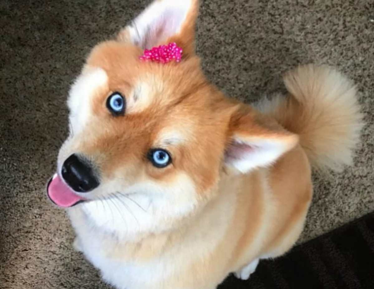 Порода помски рыжий