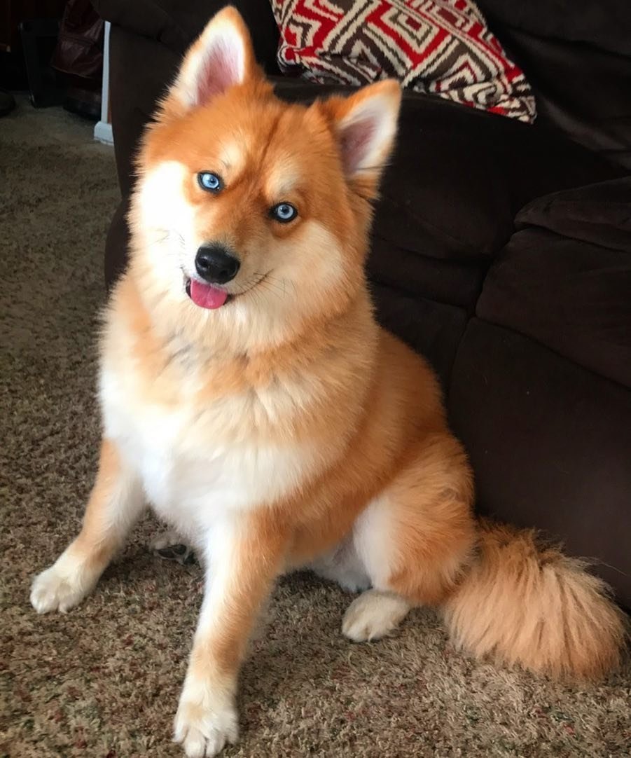 Лисья помски собака