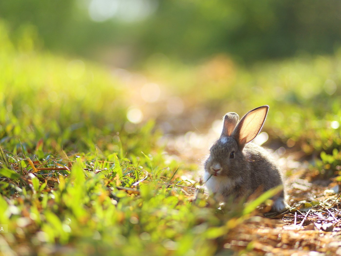 Выскочил зайчик. Ракитниковый заяц. Зайчик в лесу. Зайцы фото красивые. Зайчата в лесу.