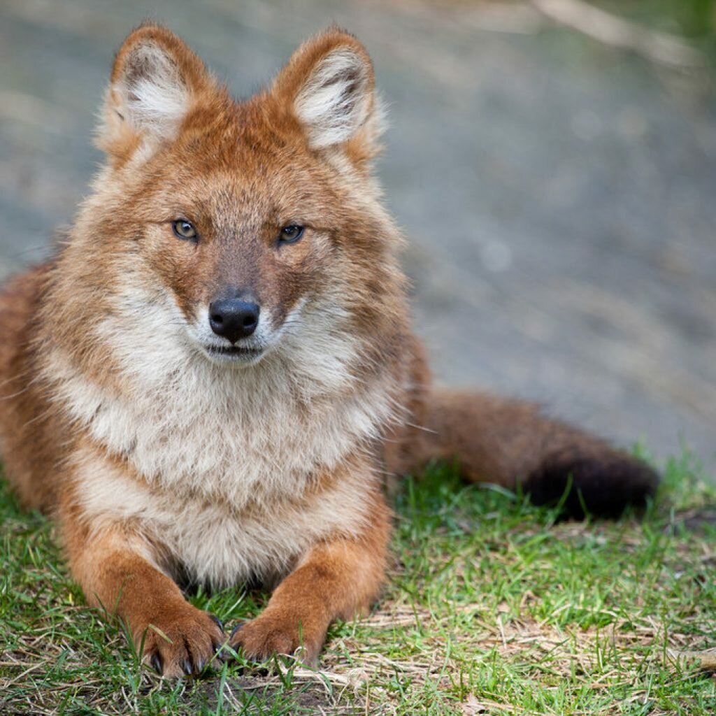 Грифон сипуха