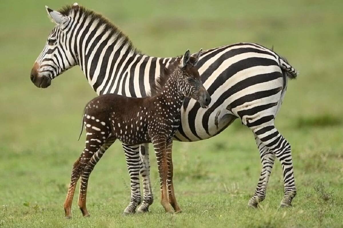 Армадилло броненосец