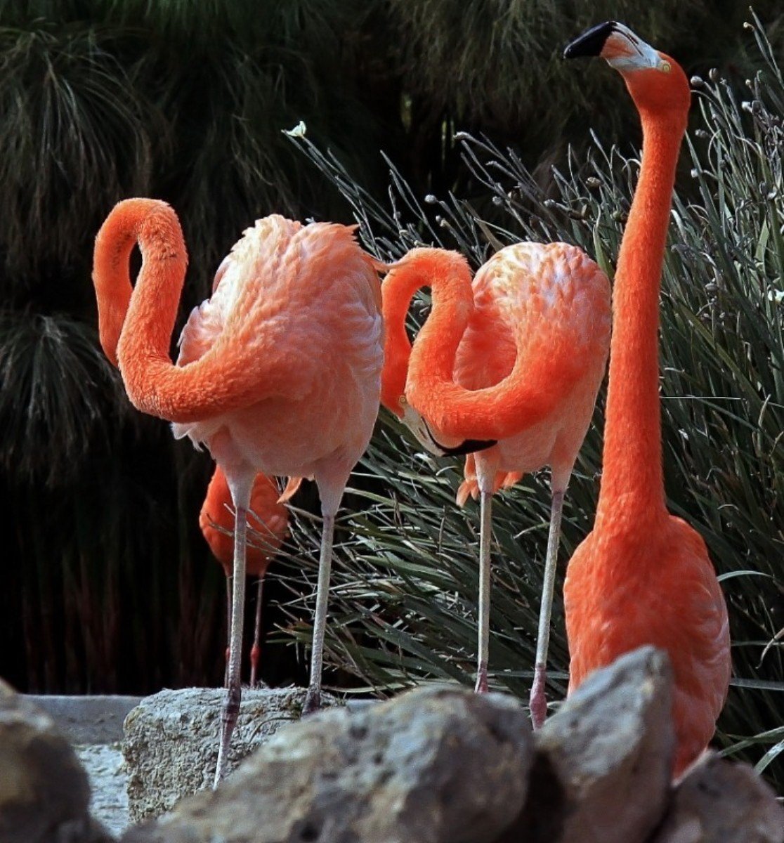 Древесный орангутановый еж