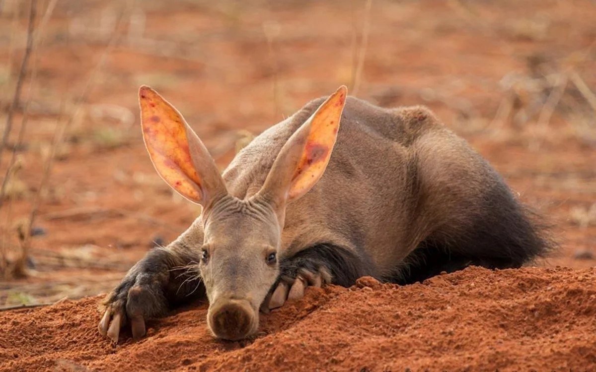 Редкие животные