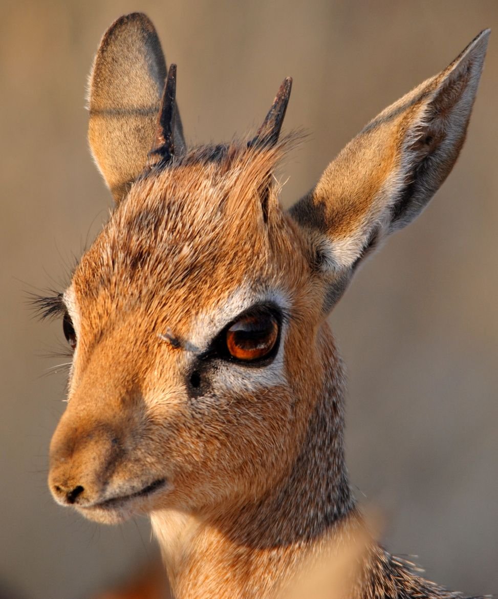 Цветочный медведь кинкажу
