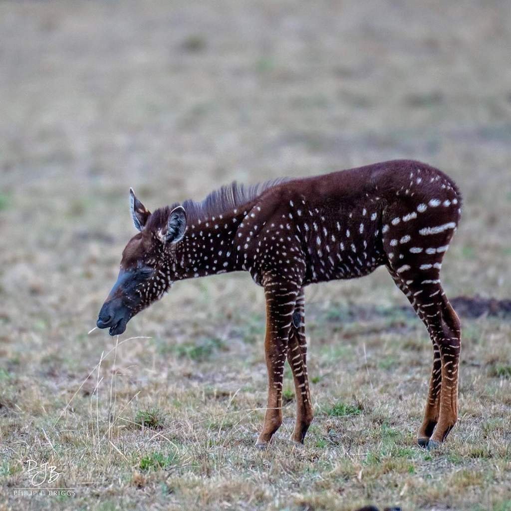 Малайский панголин