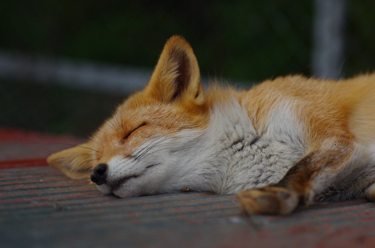 Спящие лисы
