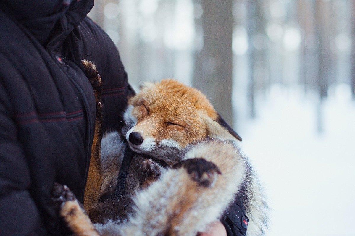 Смешной Лис