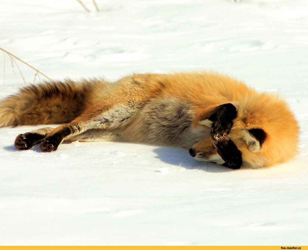 Лиса валяется на спине