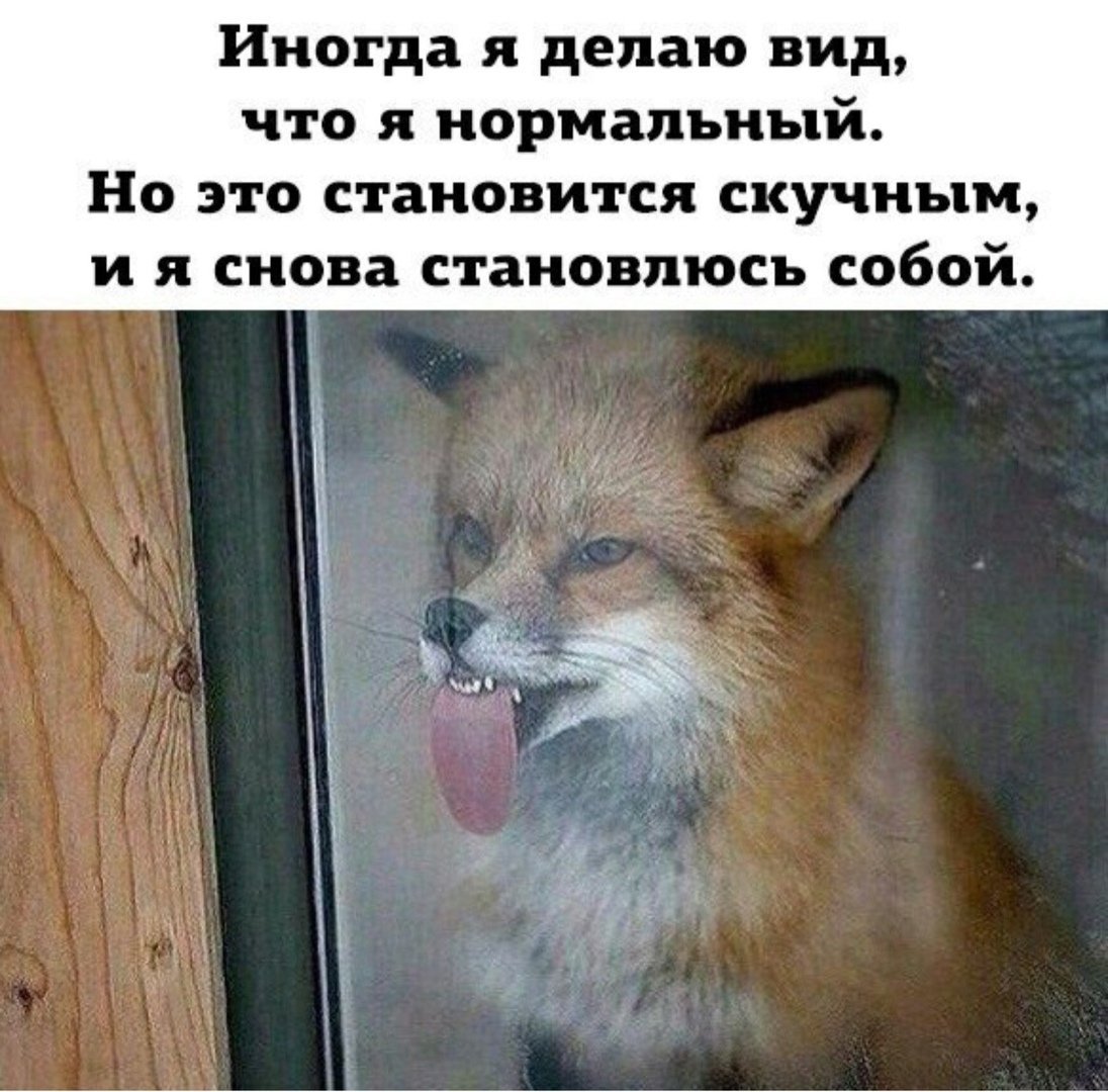 Лисенок проснулся