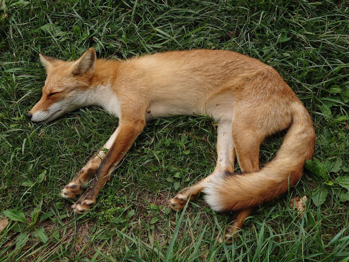 Усталый Лис