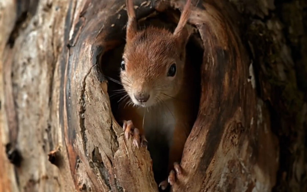 Беличье гнездо в дупле