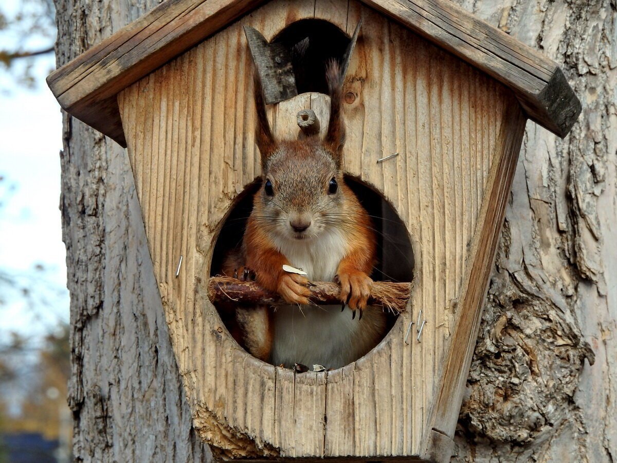 Беличье гнездо в дупле