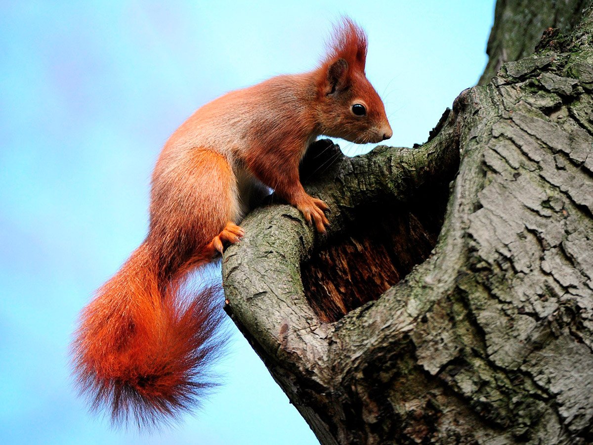 Дупло белки беличье дупло