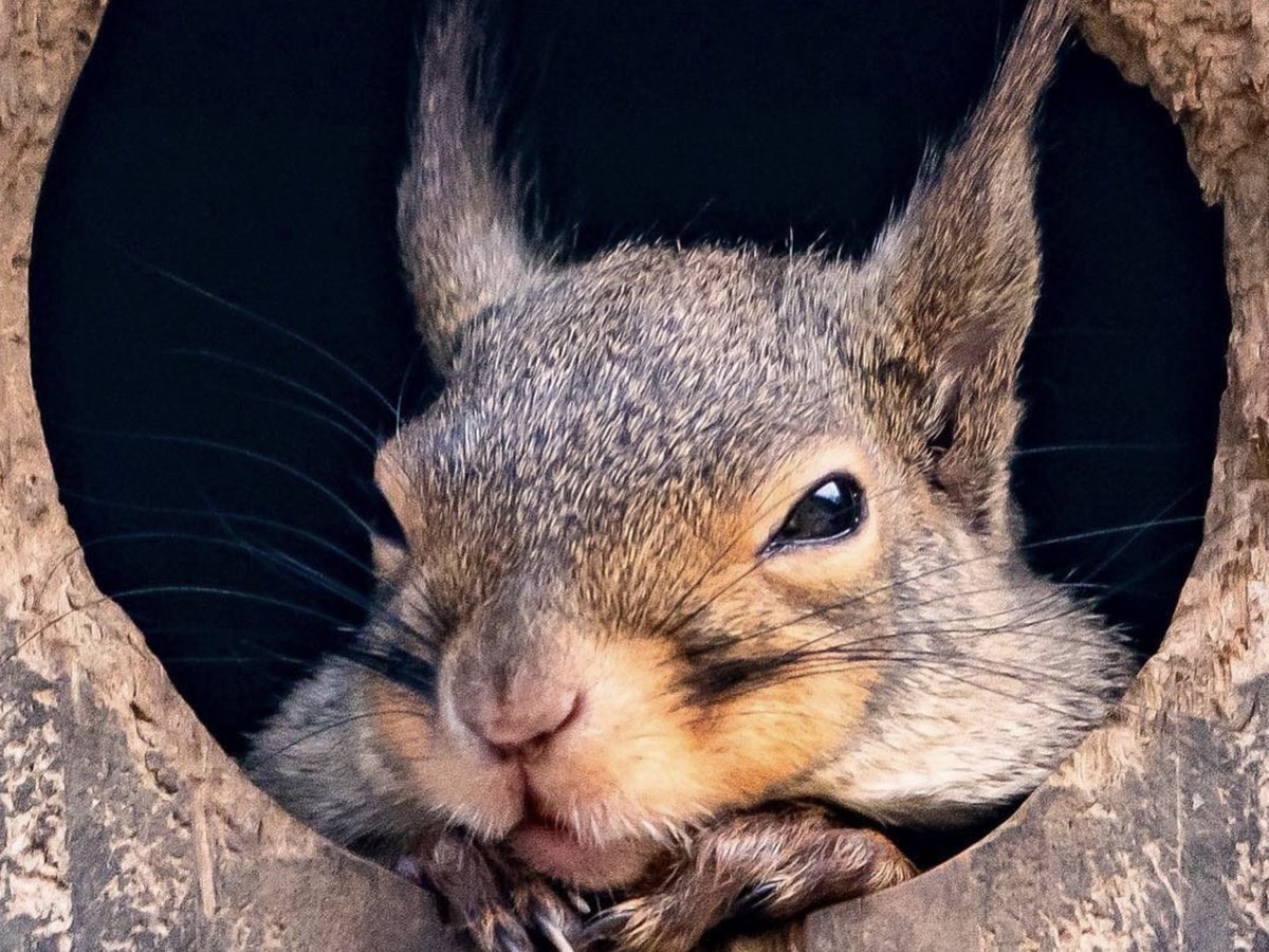 Бельчата в дупле