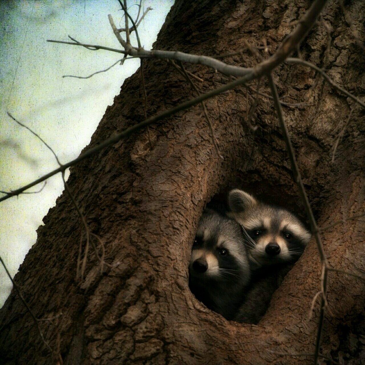 Енот - полоскун в норе