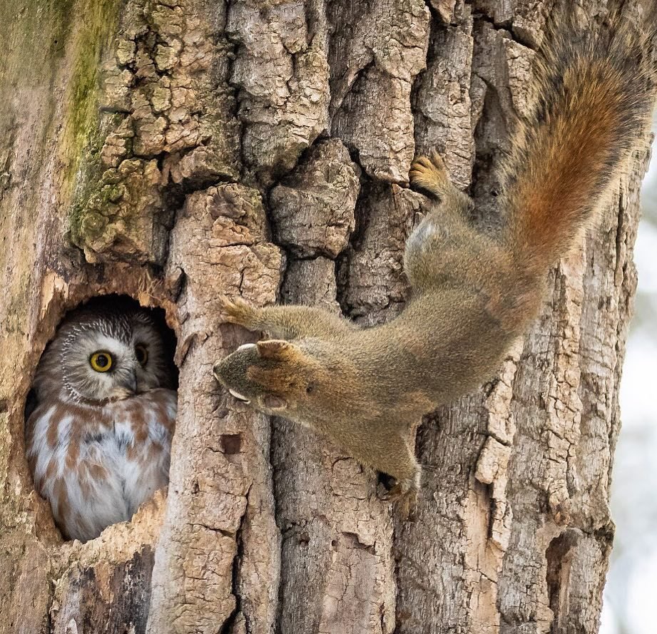 Дупло белки