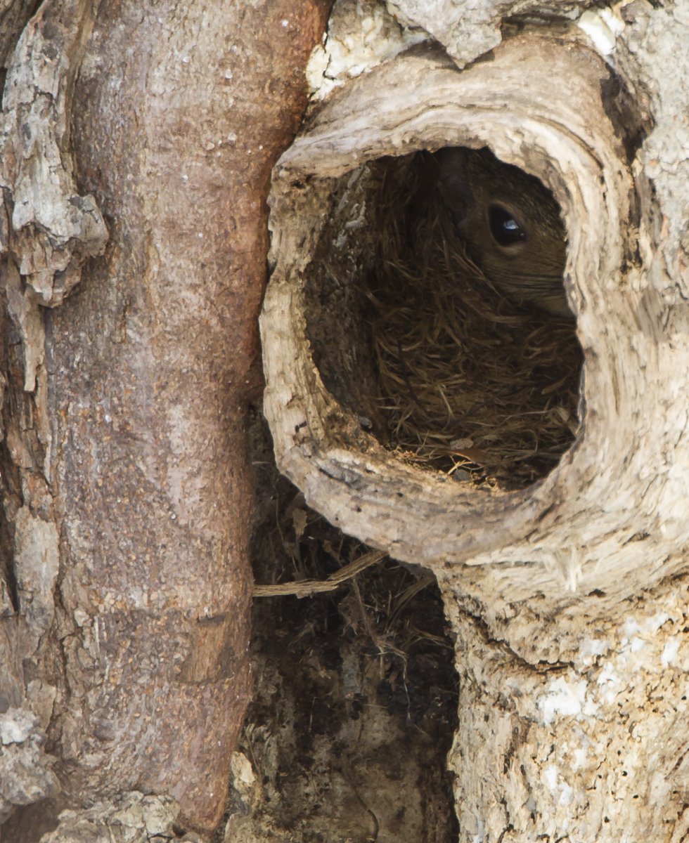 Беличье гнездо Гайно