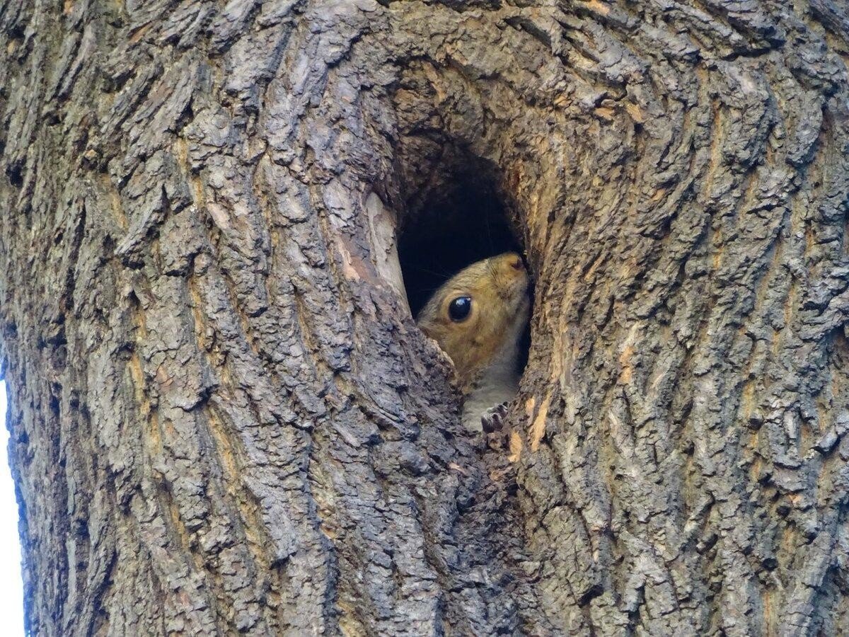 Дупло белки в разрезе
