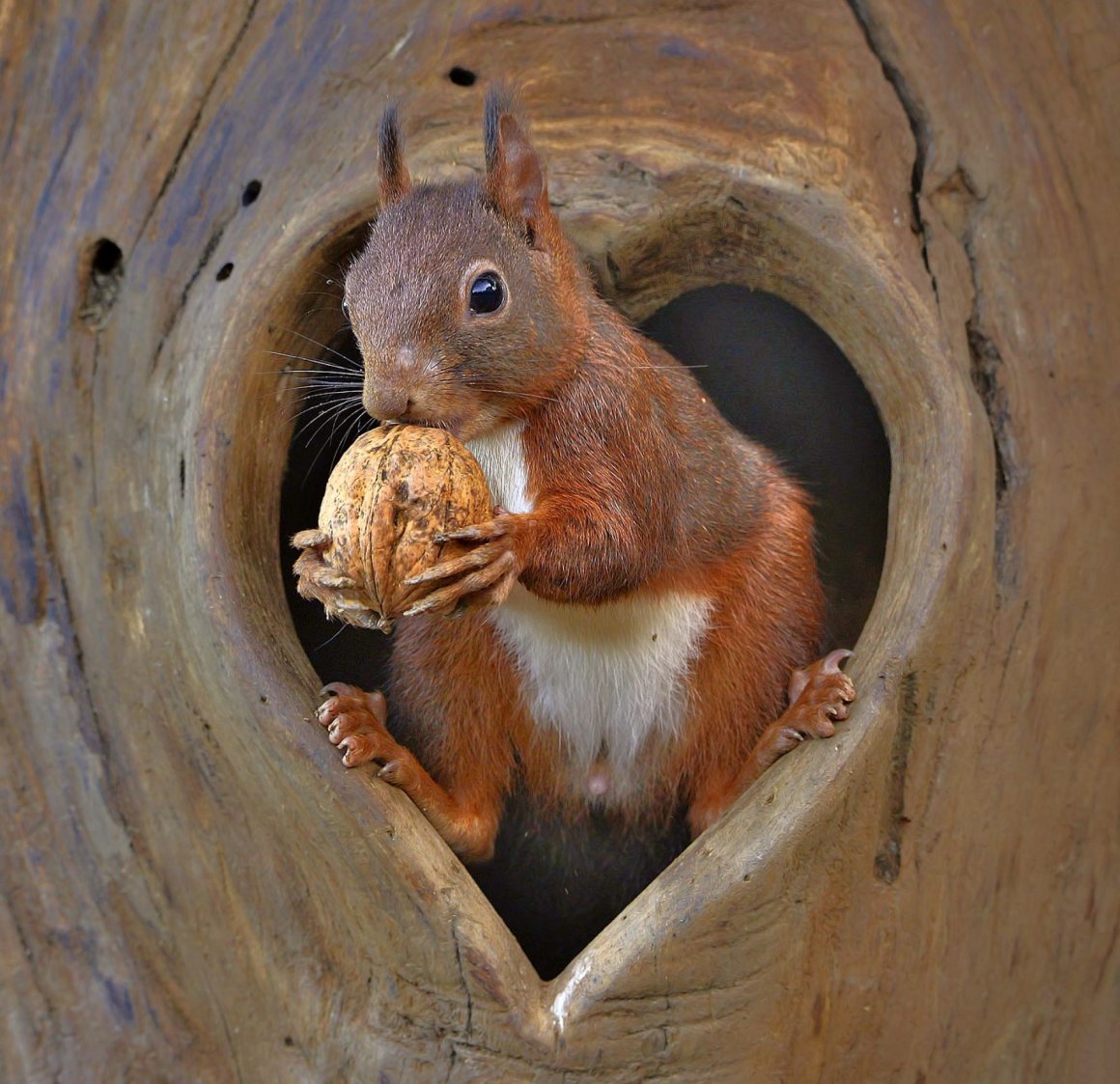 Белка в дупле