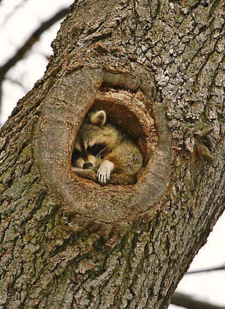 Дупло белки