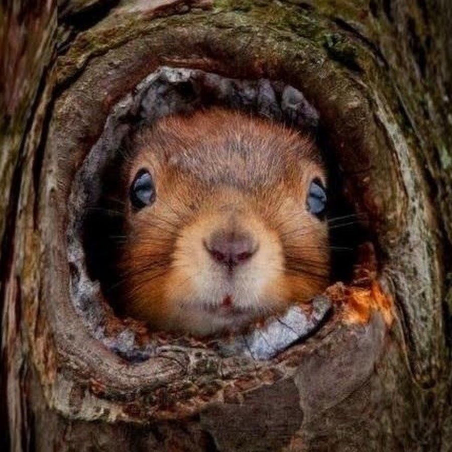 Белка спит в дупле