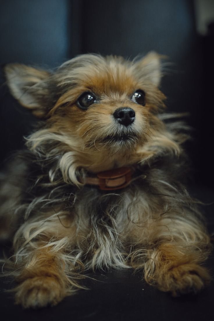 Померанский шпиц смесь