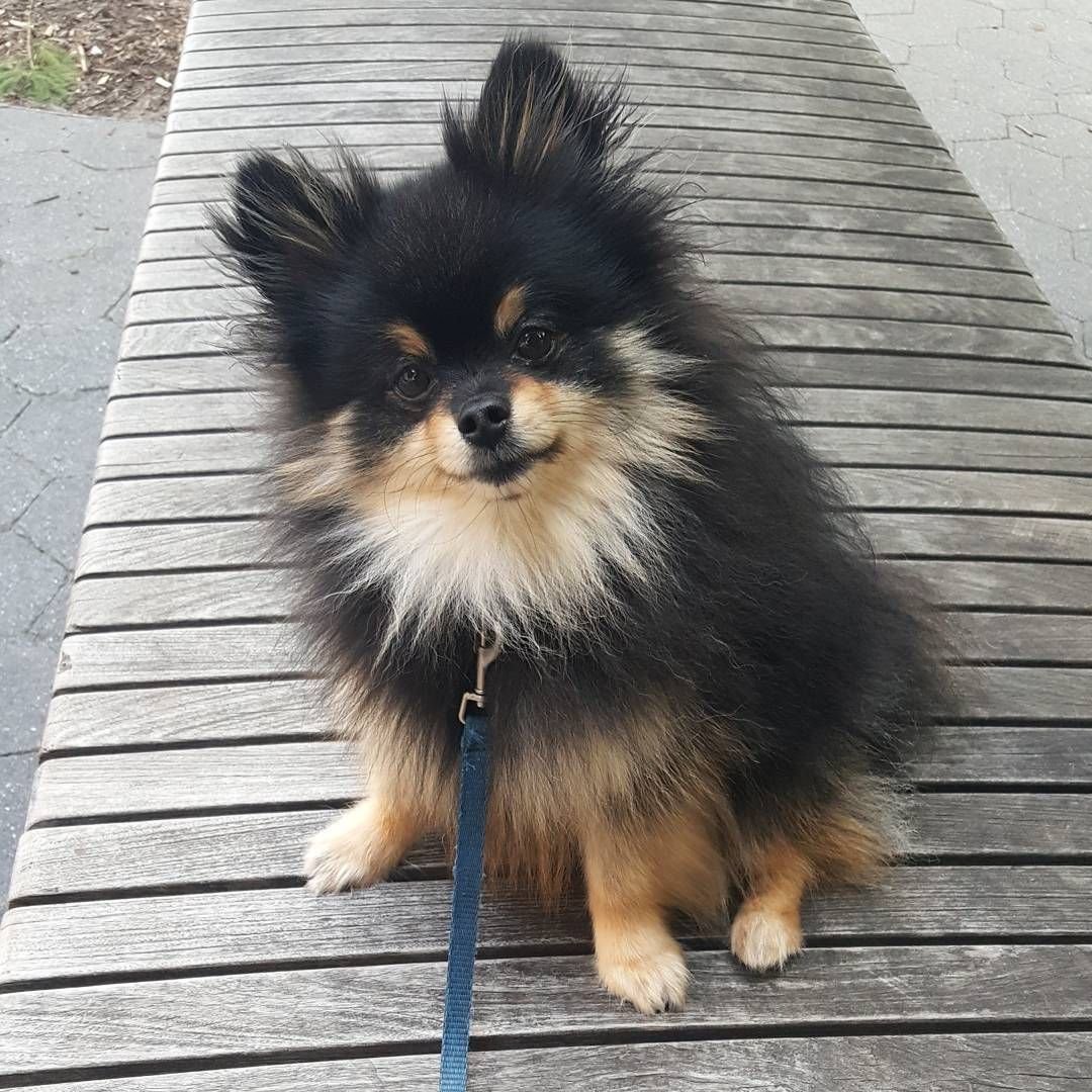 Блуберри Йоркширский терьер