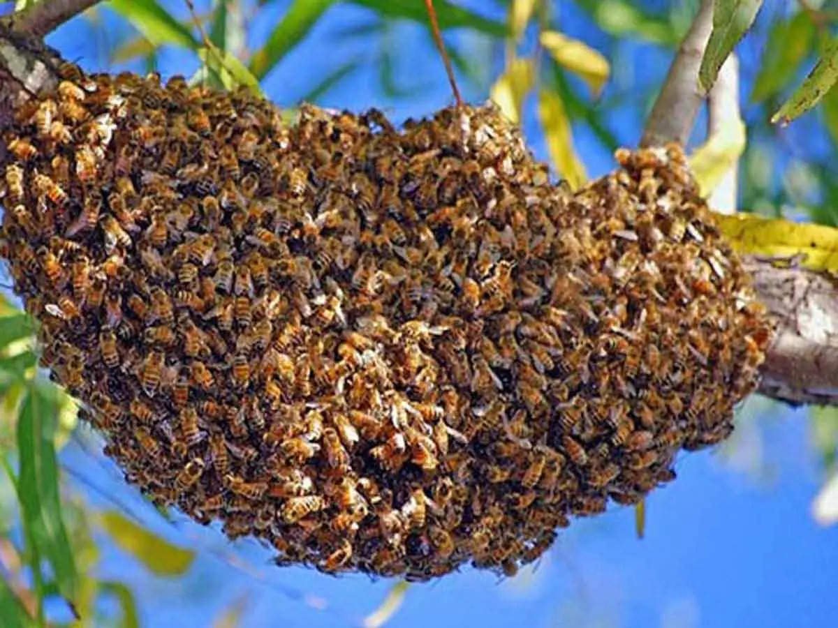 Роевые пчелы. Пчелиный Рой. Рой улей. Медоносные пчелы Рой. Пчелиный Рой фото.