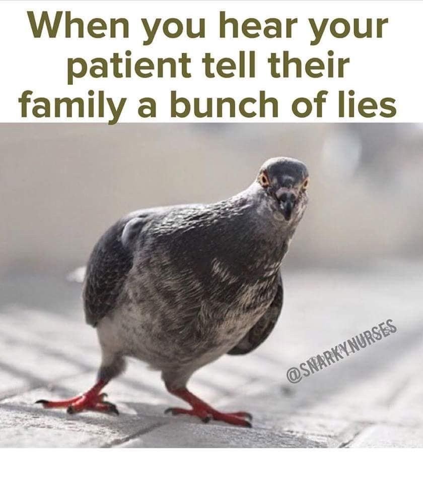 Красный цвет глаз у голубя