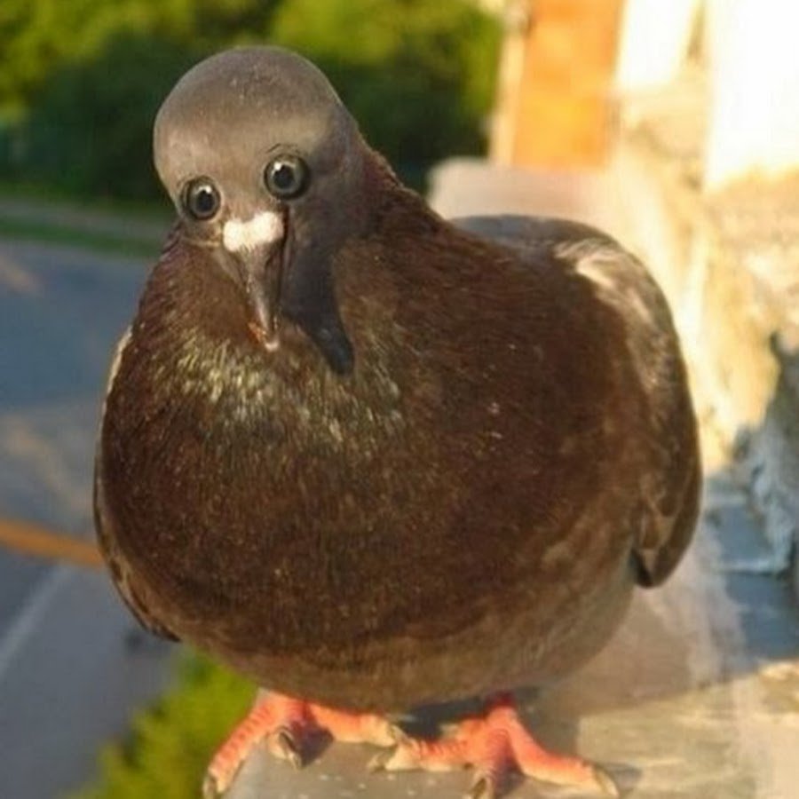 Голубь на сером фоне