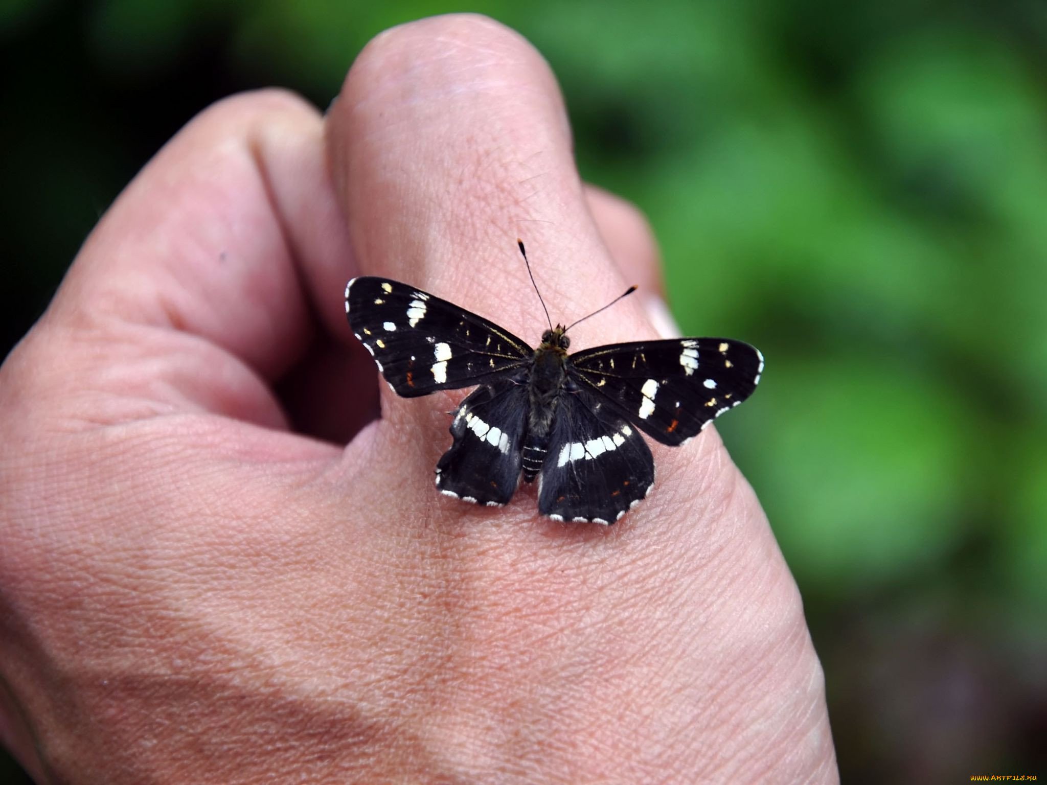 Черные бабочки 1. Бабочка черная. Маленькая черная бабочка. Черные бабочки виды. Бабочка черная с белыми краями.