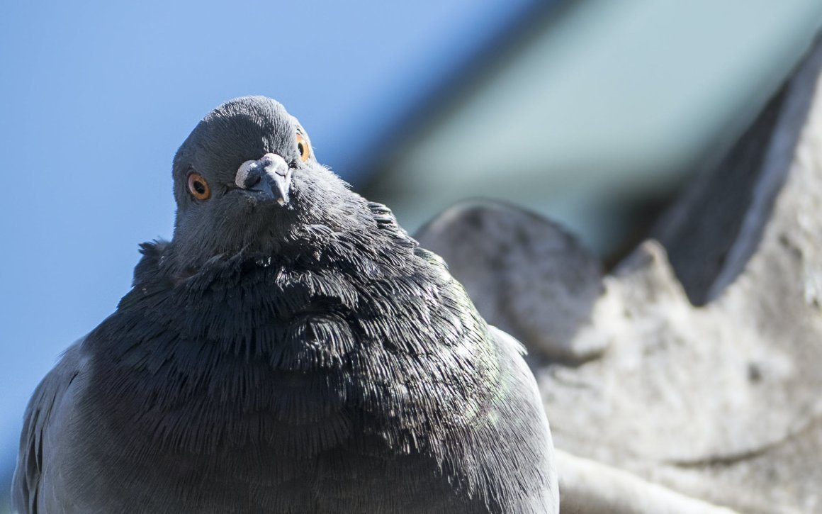 Портрет голубя