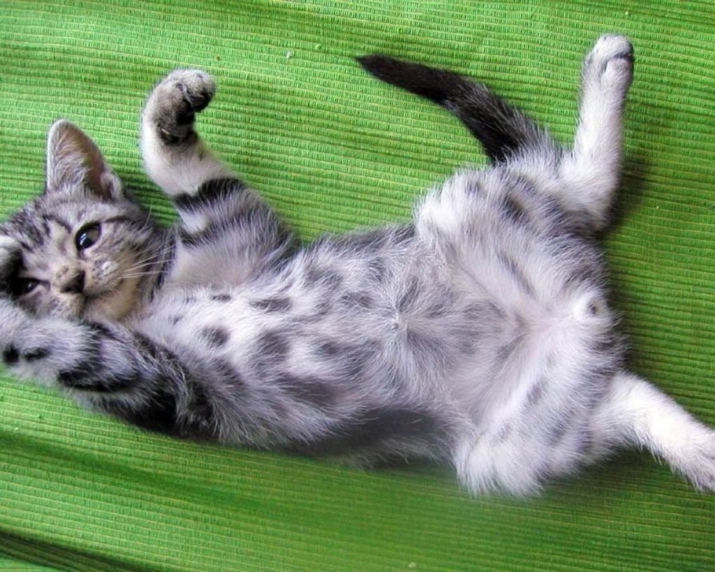 Котенок лежит