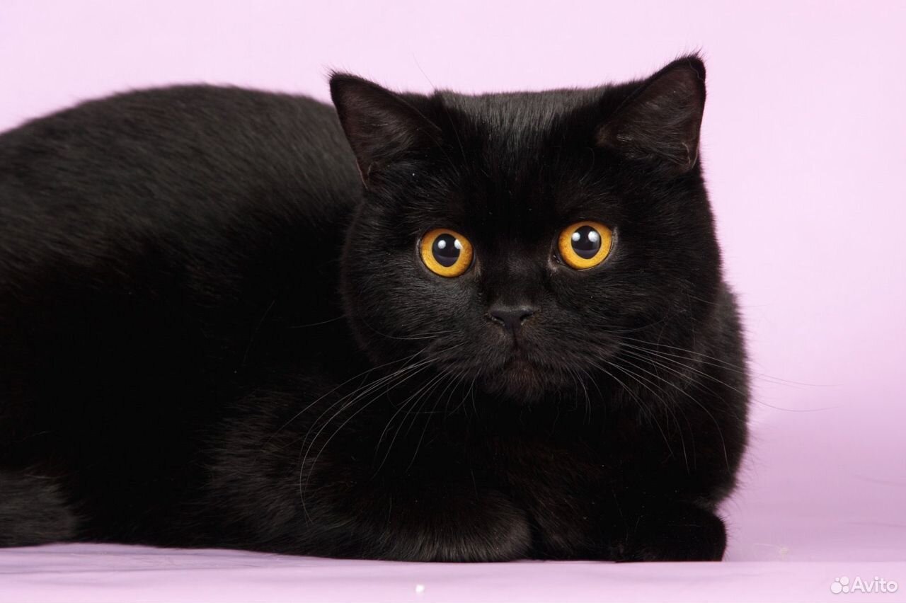 Шотландская прямоухая кошка черная - 80 фото