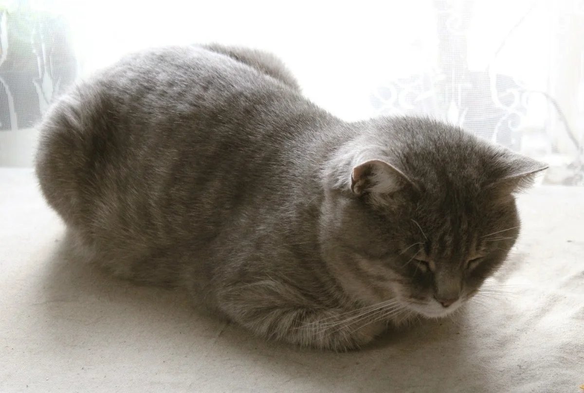 Котик лежит на животе