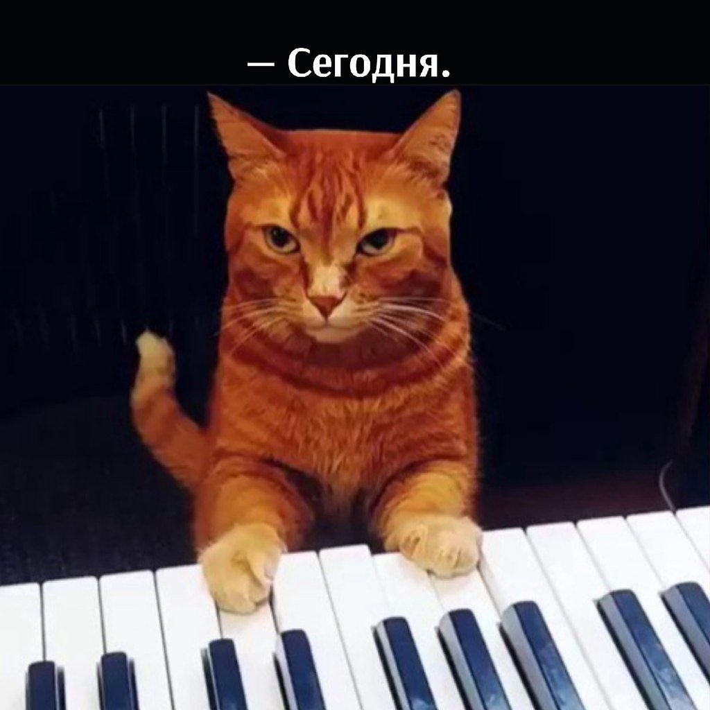 Кот играет на пианино