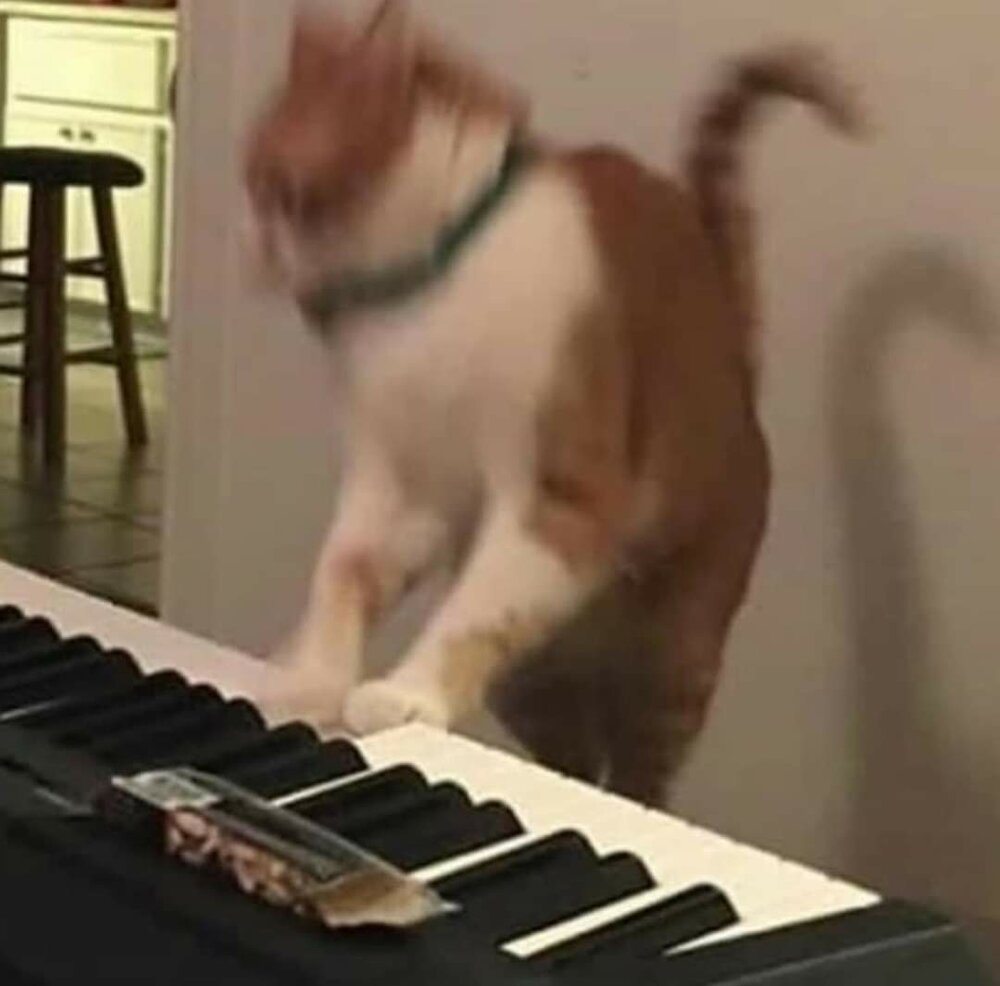 Кошка на пианино