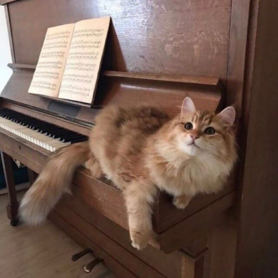 Кошка на пианино