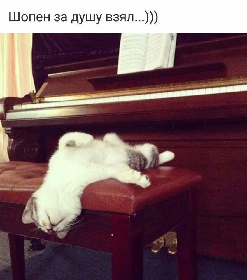 Коту тому вскружило голову