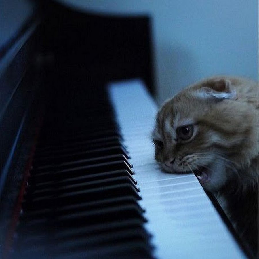 Кошка на рояле