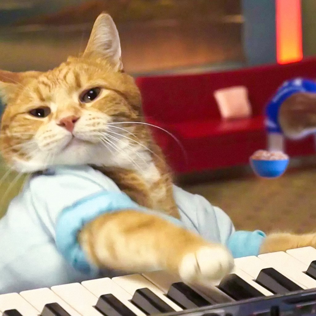 Кот пианист