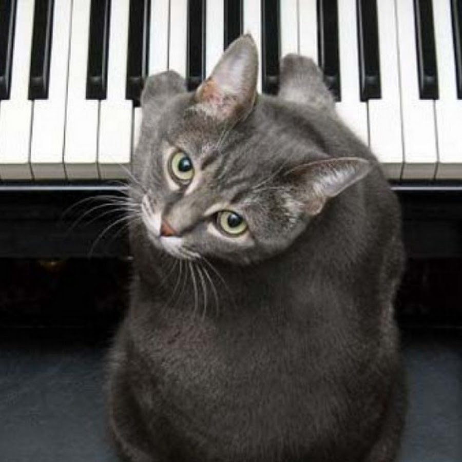 Котик играет на пианино