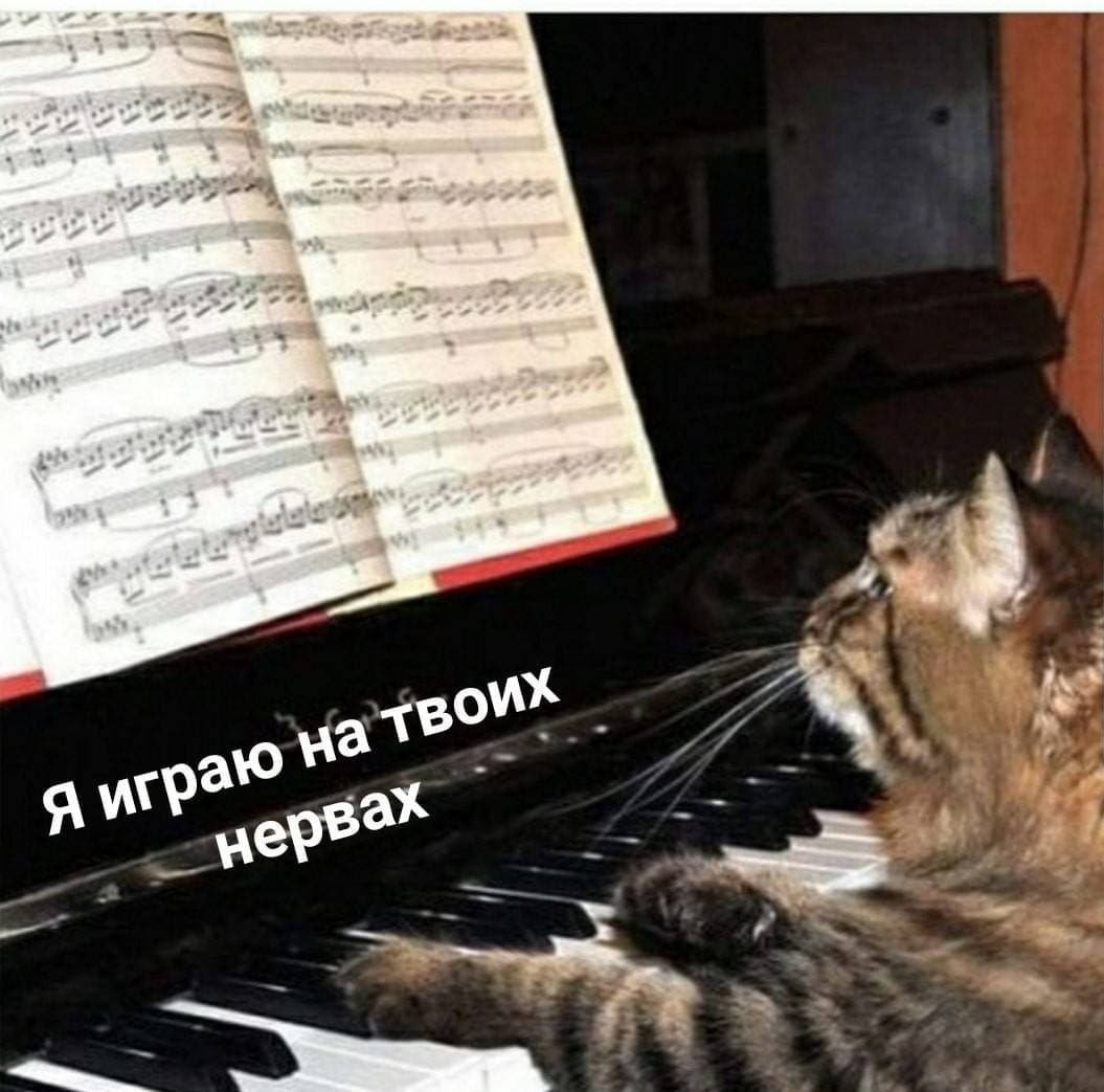Кот играет на пианино